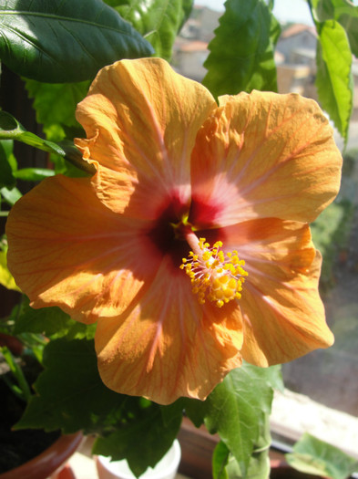 hibi passion - C-hibiscus 2011- 1