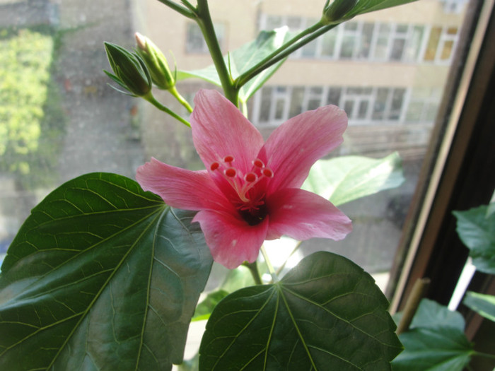 hibi tiny tina - C-hibiscus 2011- 1