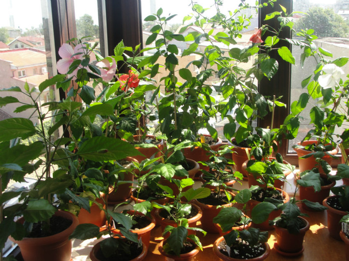 coltul cu hibiscusi - C-hibiscus 2011- 1