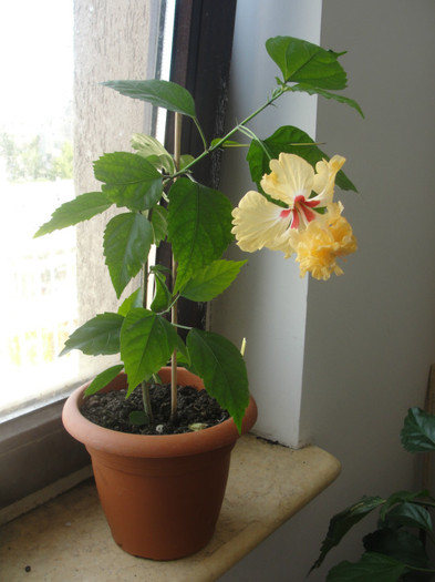 hibi el capitolio sport of sport - C-hibiscus 2011- 1