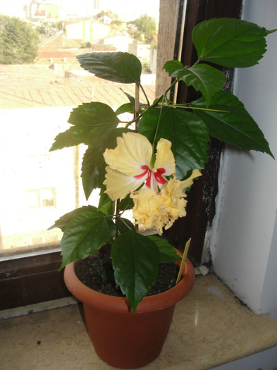 hibi el capitolio sport of sport - C-hibiscus 2011- 1