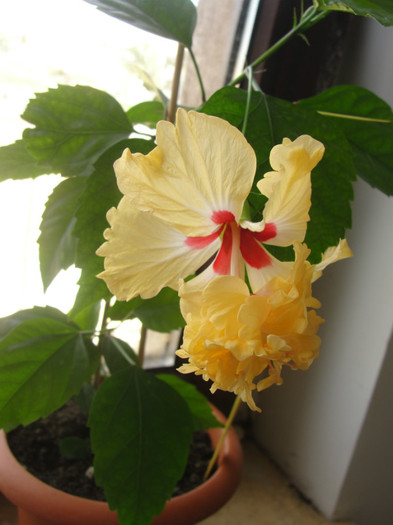hibi el capitolio sport of sport - C-hibiscus 2011- 1