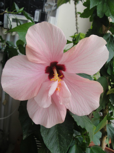 hibi roz pal simplu cu mot, corinap - C-hibiscus 2011- 1