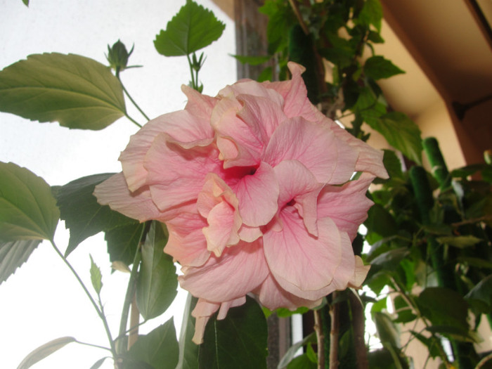 hibi roz pal batut, loredana78 - C-hibiscus 2011- 1