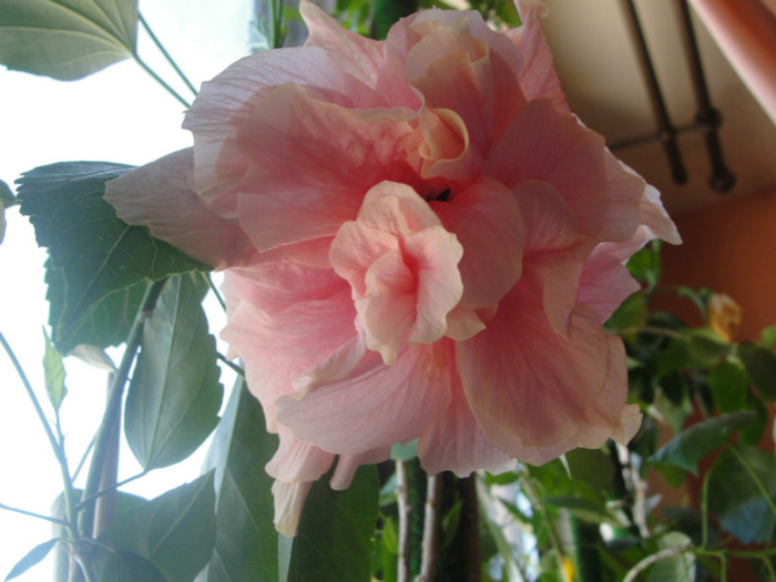 hibi roz pal batut, loredana78 - C-hibiscus 2011- 1