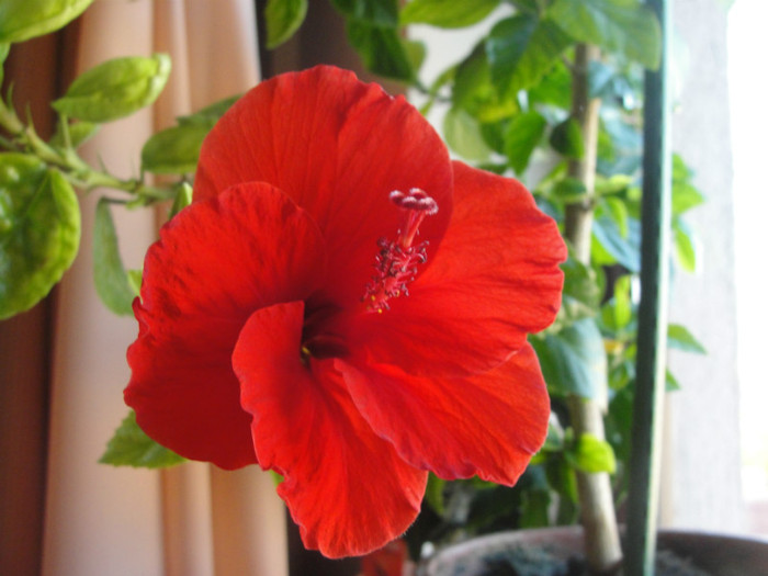 hibi rosu simplu - C-hibiscus 2011- 1