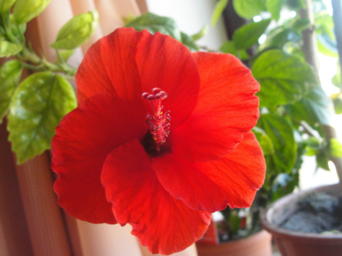 hibi rosu simplu - C-hibiscus 2011- 1