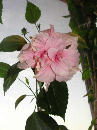 hibi roz pal batut - C-hibiscus 2011- 1