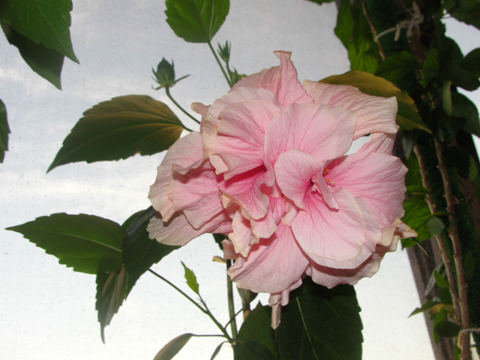 hibi roz pal batut - C-hibiscus 2011- 1