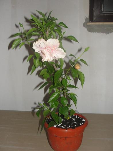 hibi roz pal batut, gabiuta - C-hibiscus 2011- 1