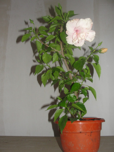 hibi roz pal batut - C-hibiscus 2011- 1