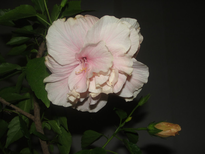 hibi roz pal batut - C-hibiscus 2011- 1