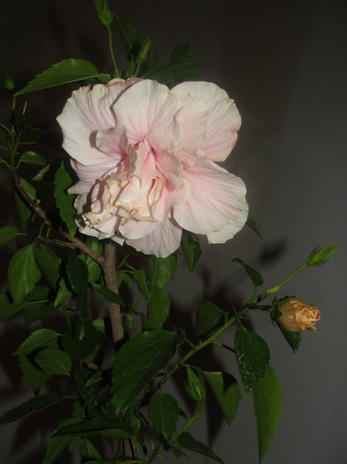 hibi roz pal batut - C-hibiscus 2011- 1