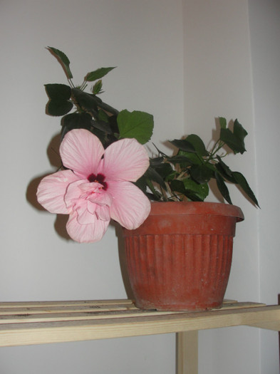 hibi roz pal simplu cu mot - C-hibiscus 2011- 1