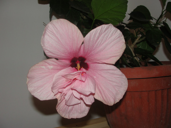 hibi roz pal simplu cu mot - C-hibiscus 2011- 1