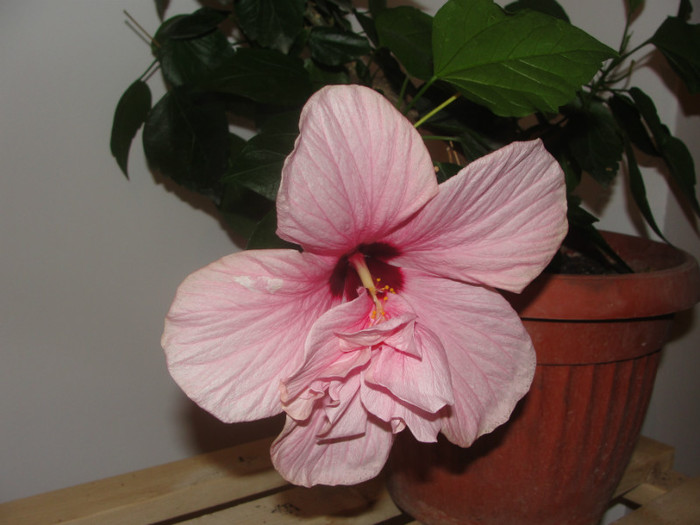 hibi roz pal simplu cu mot - C-hibiscus 2011- 1