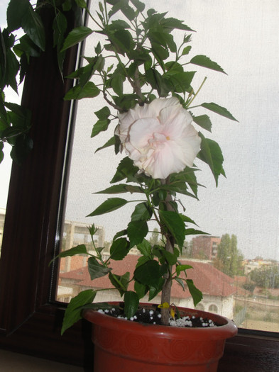 hibi roz pal batut, gabiuta - C-hibiscus 2011- 1