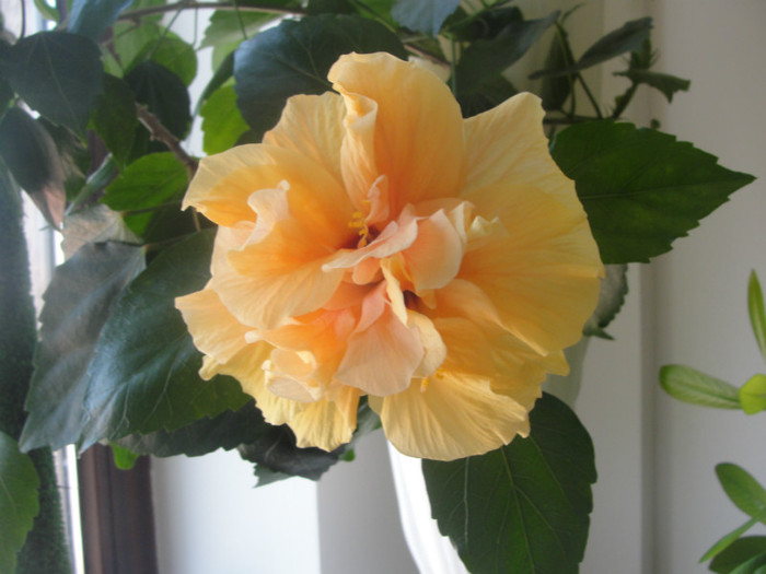 hibi cais batut - C-hibiscus 2011- 1