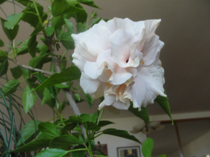 hibi roz pal batut - C-hibiscus 2011- 1