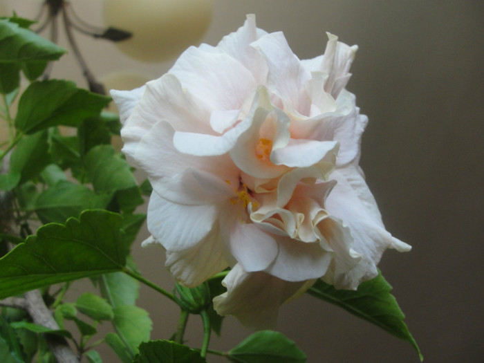 hibi roz pal batut - C-hibiscus 2011- 1