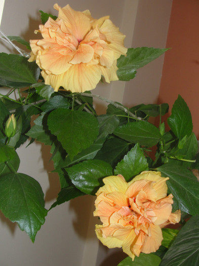 hibi cais batut - C-hibiscus 2011- 1