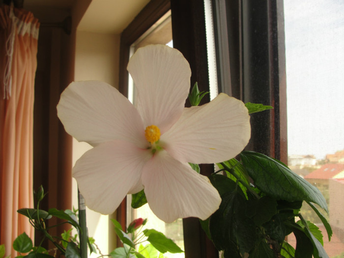 hibi alb simplu, probabil san remo - C-hibiscus 2011- 1