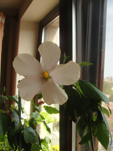 hibi san remo - C-hibiscus 2011- 1