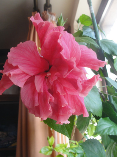 hibi siclam batut - C-hibiscus 2011- 1