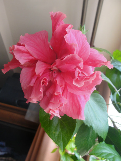 hibi siclam batut - C-hibiscus 2011- 1