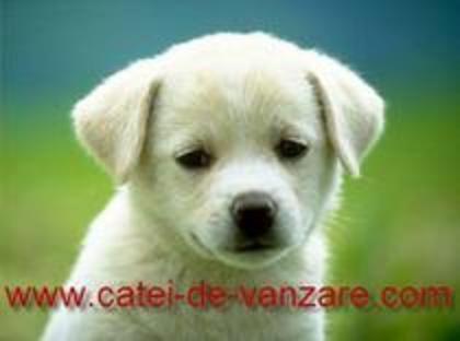 5 - Adopta un catlush