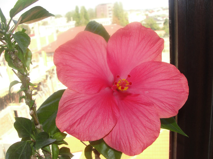hibi siclam como - C-hibiscus 2011- 1