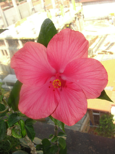 hibi siclam como - C-hibiscus 2011- 1