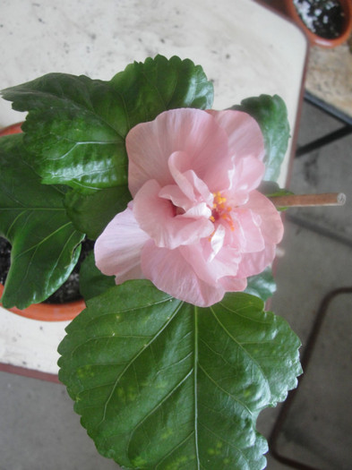 hibi memoris - C-hibiscus 2011- 1