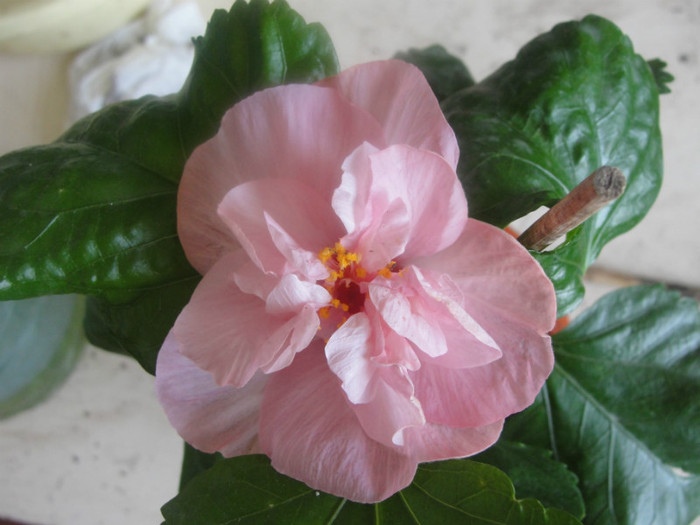 hibi memoris - C-hibiscus 2011- 1