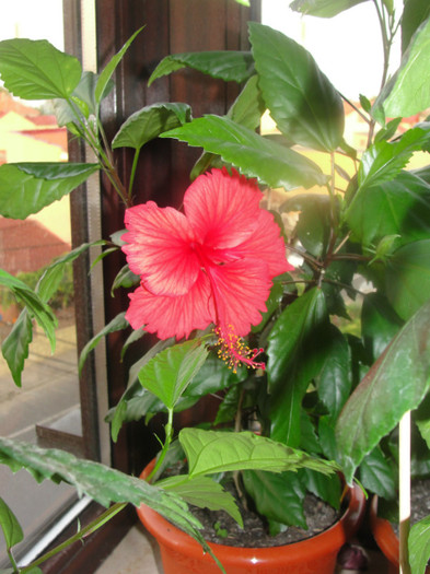hibi rouge tropique