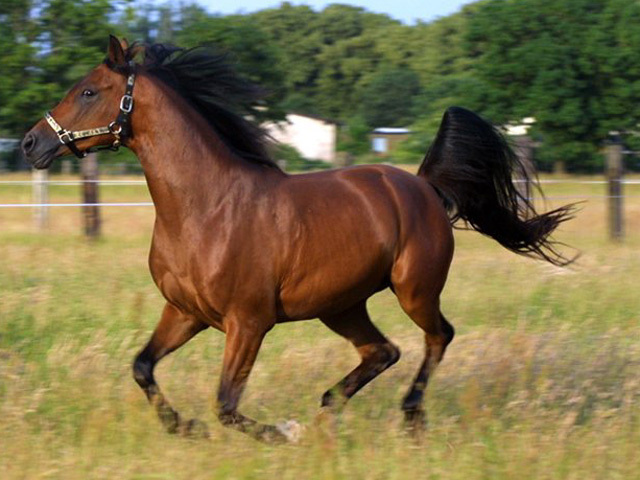 Karabakh-horses[1] - rasa hutula