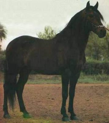 rase_de_cai_-_Alter-real[1]