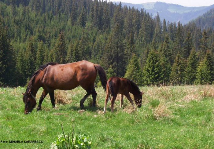 Recovered_JPEG%20Digital%20Camera_7463[1]