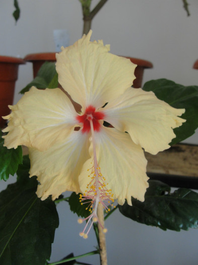 hibi fort de france - C-hibiscus de vis