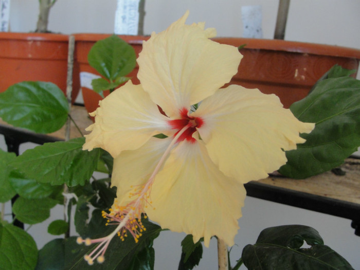 hibi fort de france - C-hibiscus de vis