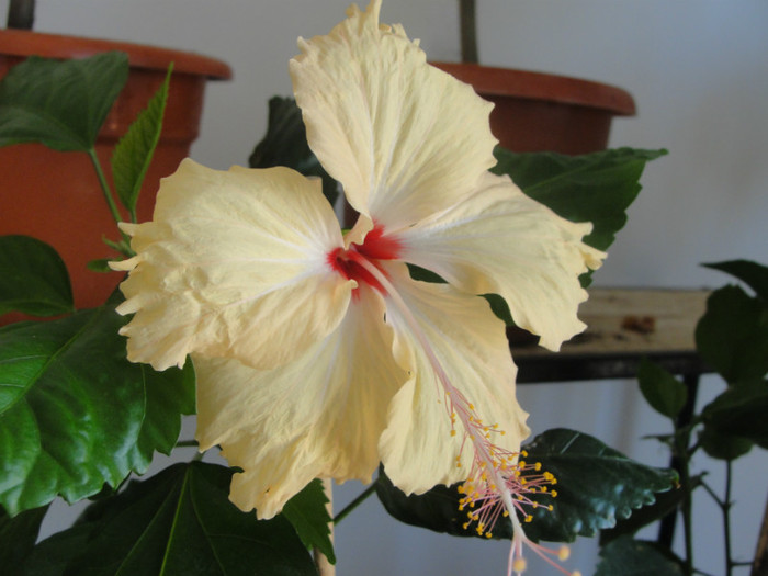  - C-hibiscus de vis