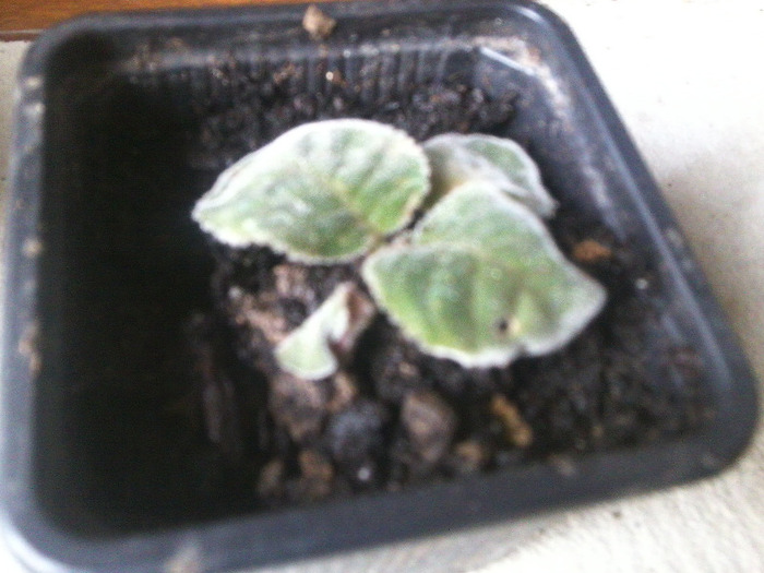 gloxinie allegro purple -emilia 68