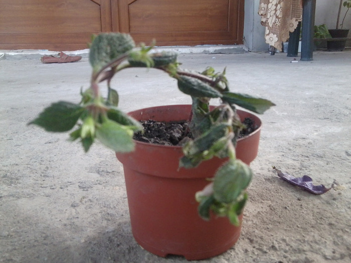 achimenes ambrozia verschaffelt