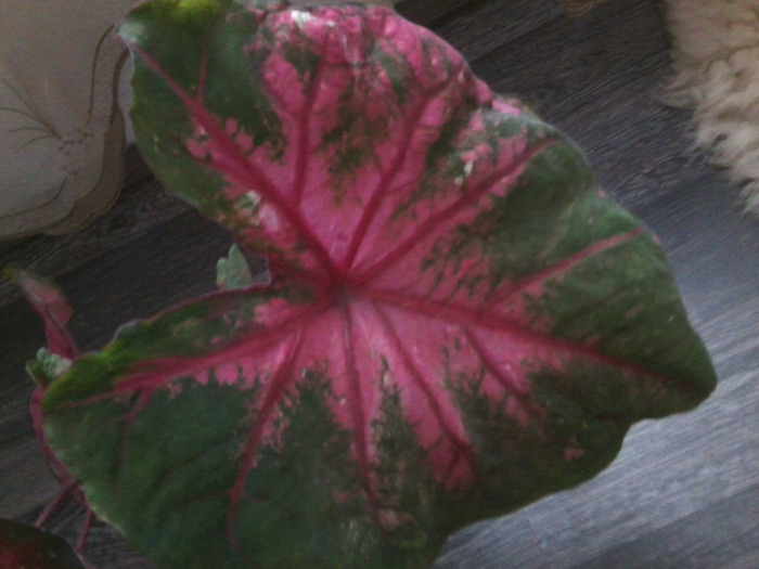 Fotografie0497 - caladium