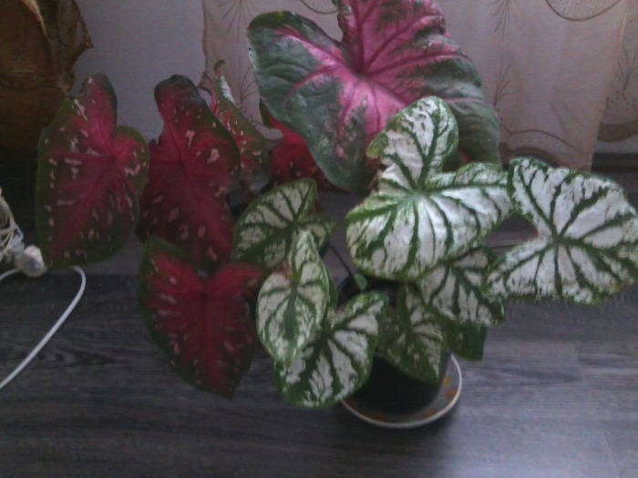 Fotografie0503 - caladium