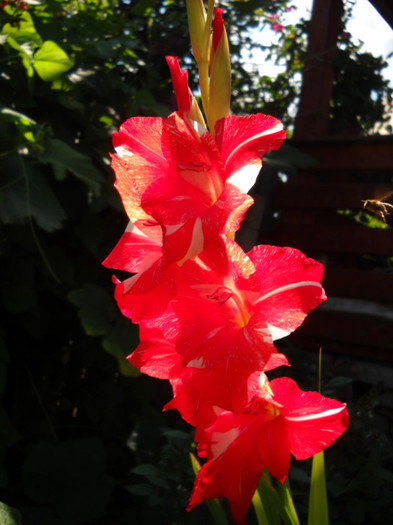  - Gradina 2011