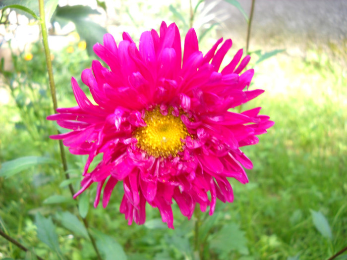  - Gradina 2011