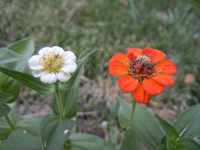 Zinnia elegans (2011, September 06)