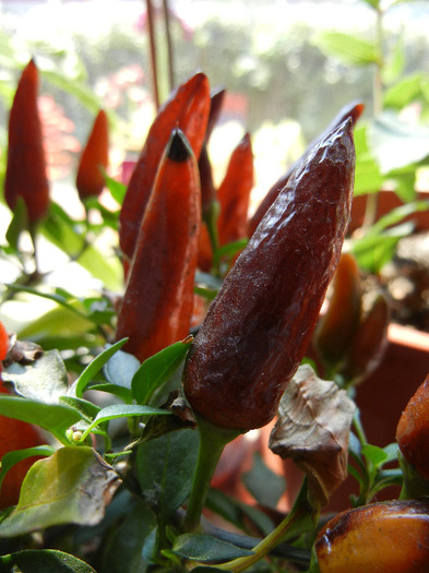 Brown Orange Peppers (2011, Aug.31)