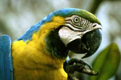 Macaw - Amazonia